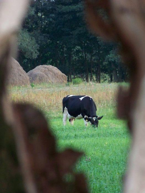 Pomiędzy Kamionem a Wilkowem,spojrzenie przez dziuplę