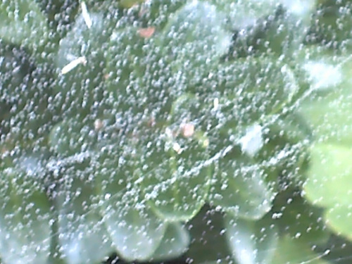 deszcz na pajęczynie #makro