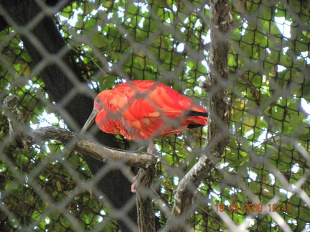 ibis