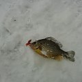 bass 10 cm