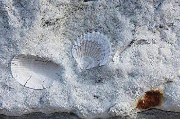 Skamieniałości widoczne w murze w centrum Wilkołaza. Takie muzeum za darmo w plenerze :) #Wilkołaz #skamieniałości