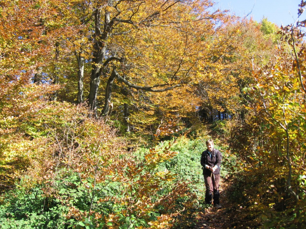 Bukowych liści złotym szlakiem #Góry #Bieszczady