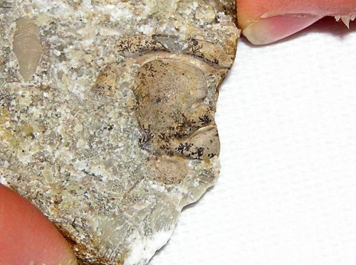 Glabella i fragment płata czołowego trylobita, być może z nadrodziny Dalmanitacea (ma guzkowatą
glabellę ) . Długość okazu - 1,9 cm . Wiek : dolny ordowik - górny dewon ( Dalmanitacea ) . Data znalezienia : 2004 .