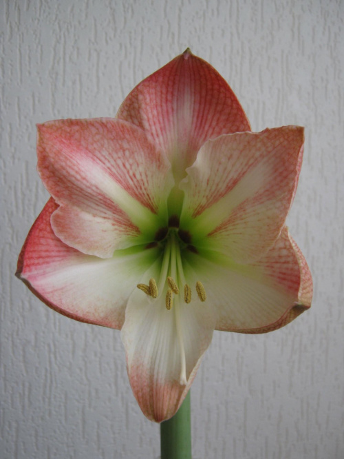 #hippeastrum