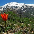 Tulipa tschimganica z Wielkim Czimganem w tle #góry #uzbekistan #przyroda