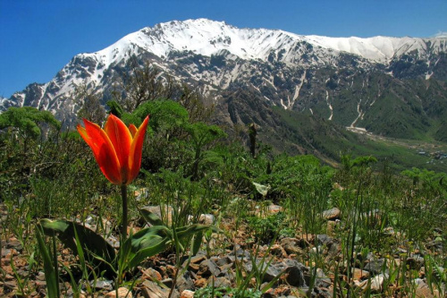 Tulipa tschimganica z Wielkim Czimganem w tle #góry #uzbekistan #przyroda