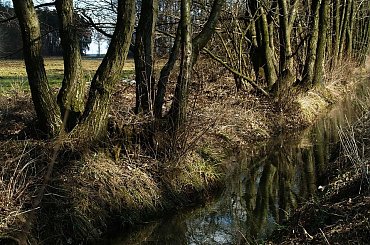 Wiosną po roztopach #błękit #drzewa #las #niebo #wiosna