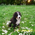 Elbląg 2011 #berneńczyk #berneński #lenar #pasterski #pies