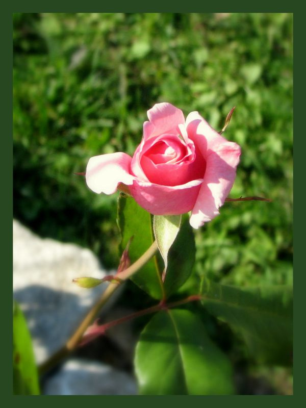 Dla Was - róża z mojego ogródka.
Żegnam się z wami moi Mili na jakiś czas. Mam nadzeję że jeszcze wrócę.