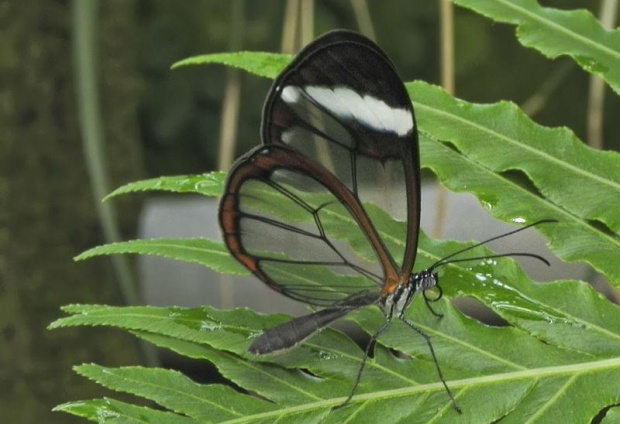 Glasswing Butterfly - Szklarka-Greta #evasaltarski #makro #motyl #owad