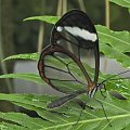 Glasswing Butterfly - Szklarka-Greta #evasaltarski #makro #motyl #owad