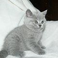 Abygail 27.04.2013 #brytyjski #kot #kotek #niebieski #rasowy
