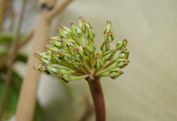 Hoya sp. Unknown NRT1