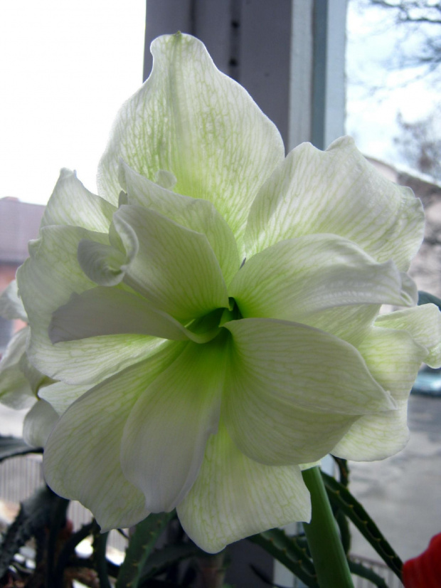 Hippeastrum Alfresco #hippeastrum #alfresco