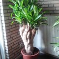 Dracena szkodniki