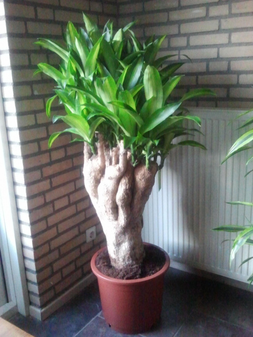 Dracena szkodniki