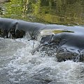 #natura #woda #rzeka