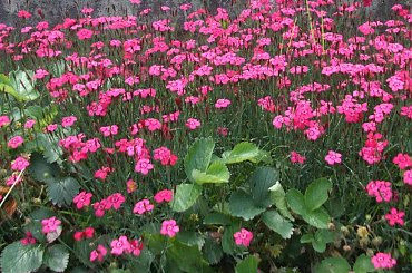 mini goździk czerwony #czerwony #MiniGoździk