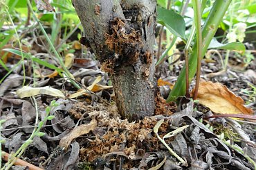 Dziurki i trocinki - efekt bytowania krytoryjka #krytoryjek #larwa #wierzba