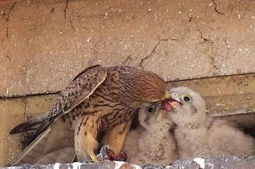 Obiadek :) #pisklęta #pustułka #pustułki #sąsiedzi