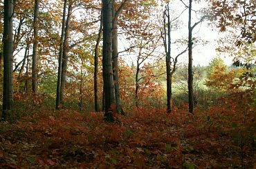 Jesień cd #Wałbrzych