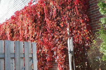 JESIEN....cd. #JANET