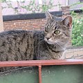 Zuzia