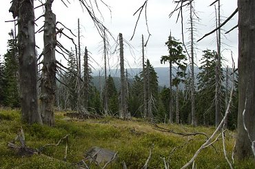 las w górach #góry #Karkonosze #SzklarskaPoręba #Szrenica #widok #las