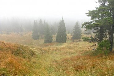 jesienna mgła w Karkonoszach #góry #Karkonosze #SzklarskaPoręba #Szrenica #widok #las