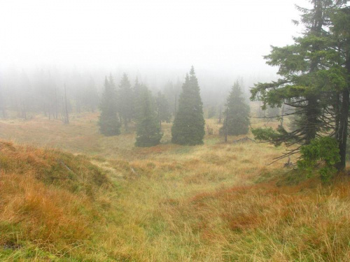 jesienna mgła w Karkonoszach #góry #Karkonosze #SzklarskaPoręba #Szrenica #widok #las