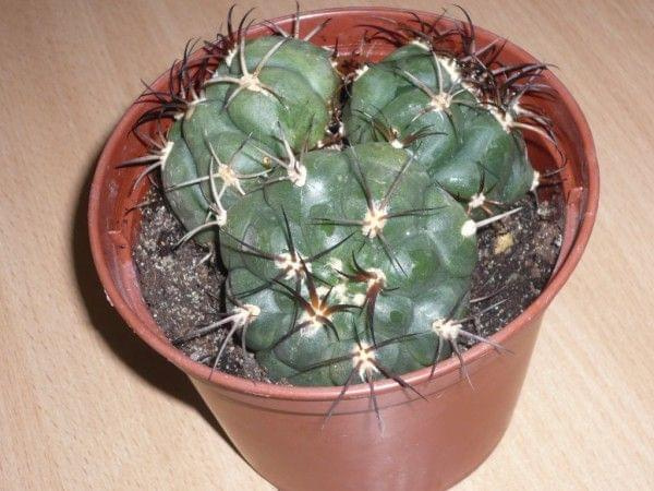 Gymnocalycium horstii, kaktusy #GymnocalyciumHorstii #kaktusy