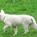 Margo Białe Wzgórza #BiałyOwczarekSzwajcarski #BOS #pies #psy #owczarki #szczenięta #hodowle