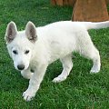 Mailo Białe Wzgórza #pies #psy #rasy #BiałyOwczarekSzwajcarski #hodowle #szczenięta #szczeniki