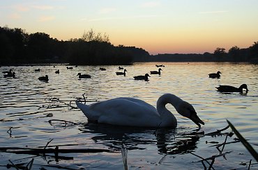 #natura #zalew #spacer #zachód #ptaki