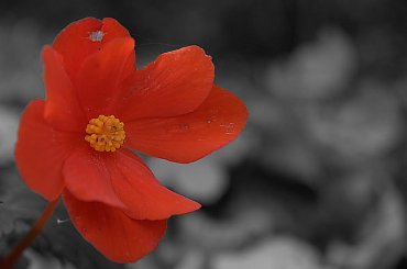 #kwiatek #kwiat #czerwony