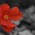 #kwiatek #kwiat #czerwony