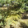 JESIEŃ W PEŁNI #jesień #jesien #kolory #ciepło #natura #macro #działka #pole #drzewa #las #liscie
