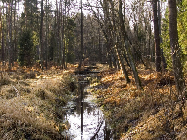 Puszcza Dulowska