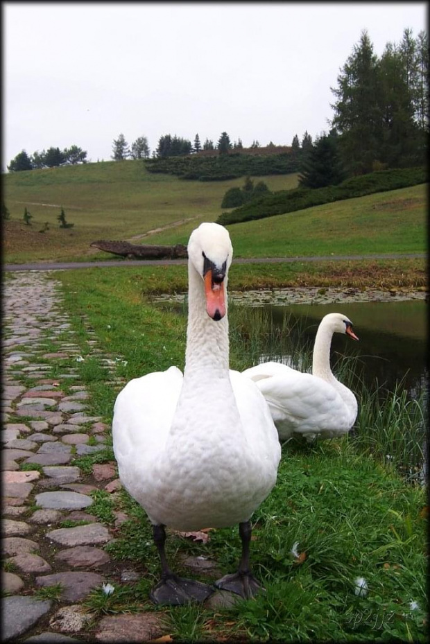 ...też rankiem...