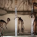 natural history museum