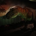 natural history museum
