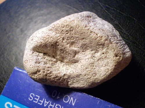 Koralowiec Palaeoplasiastraea desmoulinsi . Długość okazu - 4,2 cm . Wiek : miocen . Data znalezienia: 2003 . Podarunek . Miejsce znalezienia : prawdopodobnie żwirownia Talary .