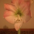 Hippeastrum #Amarylis #hippeastrum