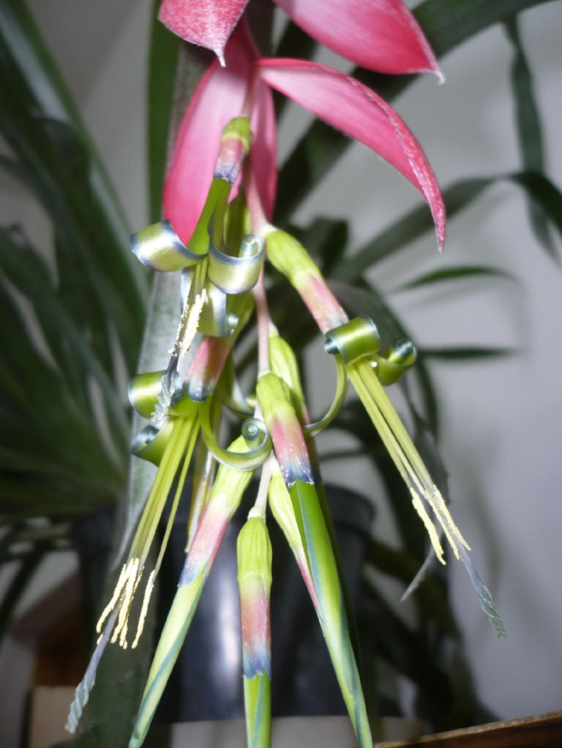 billbergia #bilbergia