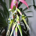 billbergia #bilbergia