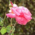 Róża #Róża #roza #kwiat