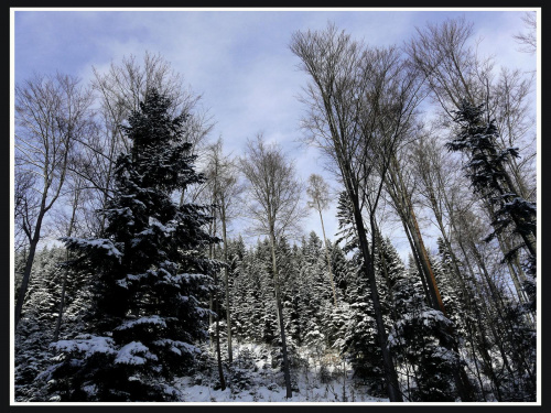 zimowy las #zima #las #śnieg #krajobraz