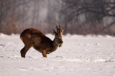 #Sarna #kozioł #zima #snieg #pole #zwierzę #zwierzęta #passiv #airking