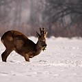 #Sarna #kozioł #zima #snieg #pole #zwierzę #zwierzęta #passiv #airking
