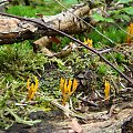 pieknoróg lepki Calocera viscosa #grzyby #las #hobby #przyroda #buławka